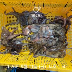 [사천] 문어 장원 18마리!