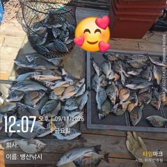 [서천,보령] (보령)원산도해신호 9월11일 쭈꾸미 조황