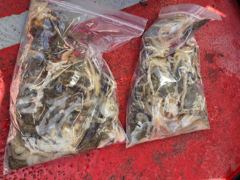 [시간낚시]9월11일인천배낚시덕적호쭈갑조황사진2부