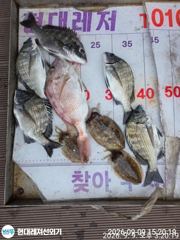 통영현대레저)무뉘 갑오징어 돌문어 3종셋트