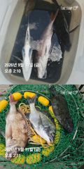 [거제] 거제 ( 어구 일성호 ) 감성돔 참돔 손맛 ! 전마…
