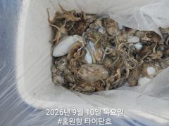 오늘의조황 - [홍원항타이탄호] 9월10일(목) 사릿물? 그게 뭐예요.깝쭈 다녀왔습니다. - 홍원항 블랙펄호,배낚시,바다낚시,광어 다운샷, 참돔 타이라바, 백조기, 주꾸미, 갑오징어, 우럭