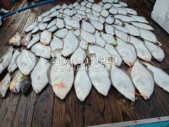 (西)서해조황 - 11일, 출조하면 초대대박 "대광어"열전~참돔,우럭등~싸이즈 대박 ~내일도 출조~군산낚시프라자 범고래호