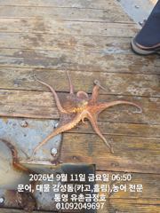 통영 금정호 오전문어 마릿수 좋습니다!! 내일과 모레 자리있습니다