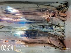 먼바다 갈치 텐빈 태풍 가고 왕갈치 오고! 입질 퍽퍽! 일 월 화 자리여유!