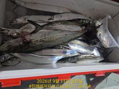 실시간 ㅡ내만칼치 ㅡ초저녁부터 꾸준히 올라오네요 손맛가득 (예약가능)