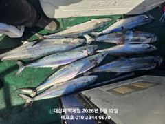 9/12(토) 실시간 대삼치 벌써 쿨러~//야간팁런-오후7시출항