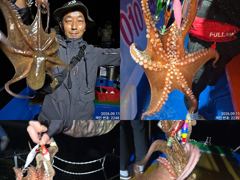 [진해] 11일 조항 .오늘도 끝임없이 올라와 잡고온 야간~돌문어 마리수…