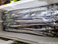 [여수,광양] 9월12일입항 대갈치 조황소식입니다
