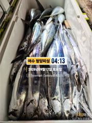 [여수,광양] 여수 청양피싱 9월12일 입항조황
