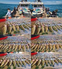 ♥붉바리들..이정도는 잡아봐야지요 대박 붉바리조황입니다[2026년09월12일 ] ◎ 해마루호가 뜨는이유? 조황때문이죠 ◎ 핵심포인트: 바로진입.. 바로히트.. ◎ 차원이 다른 조...