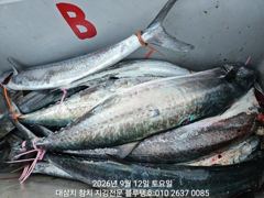 12/토, 오후타임ㅡ오후도 많은 대삼치의 격돌!