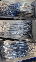 "준내만갈치&내만갈치"밤새피딩!!루어1타1피~던지면 입질퍽퍽~!!(일요일 준내만갈치 예약가능)