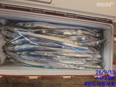 완도파랑새호 9월13일 갈치 철수 조황입니다.