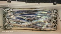 [진해] (갈치)꾸욱~준내만권 大치 버티는 맛 일품~수달호(오늘 예약)
