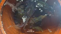 (무늬오징어)무시 속출 사이즈 어마무시 70여수로~뉴그린호(오늘 예약)