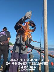[통영] 통영 금정호 오전문어선상 마릿수 좋습니다 내일 오후선상 자리있어…