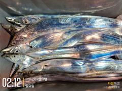 실시간 조황 - 대박 실 시간 조황
