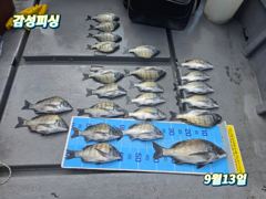 13일(일)4짜감성돔조황입니다