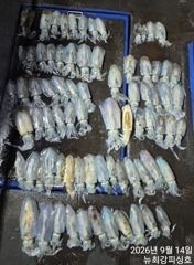[통영] 무늬들 손맛!!! 오늘 오후6시 출동합니다!!!
