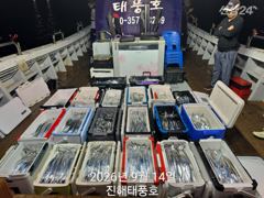 [진해] 14일 입항 내만갈치 쿨러 넘치도록 엄청 잡았네요. 예약가능.