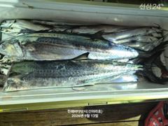 진해 신아라호 갈치텐빈 내만갈치