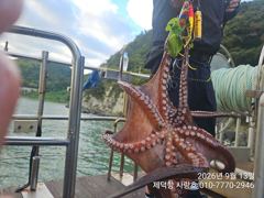 "돌문어"연일 120수180수230수등 1800g1700g150g외 KKKK들과 전원 마릿수