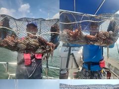 [진해] 문어,키로,중치들,130수,왕창,,(예약가능)