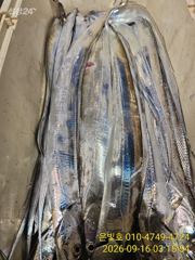 먼바다 갈치 텐빈 쭉쭉당기는 입질! 버티는손맛!
