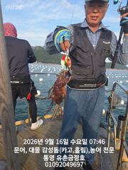통영 금정호 오전문어 시작부터 손맛 재미납니다 내일 자리여유있습니다