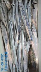 [통영] 아이비호/먼바다 대갈치!!예보좋아지는 20일부터 쭉 예약문의 주…