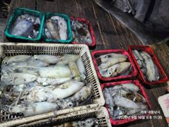 [거제] (무늬오징어)내만권 무시 고구마~장원 20여수 대동낚시(오늘 예…