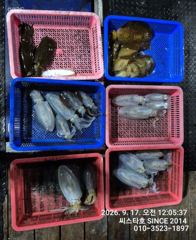 [경주] (씨스타호) 절반 이상 선실행… 악조건 속 무늬오징어