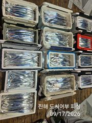 17일새벽 내만갈치 담배갑씨알까지 초대박릴레이~!!전원 엄청잡고~!!(일,월,화 예약중)