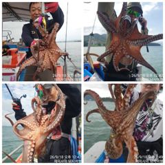 1시간전 [군산] 군산킹스타호(9/18)쭈꾸미 굿~마무리조황(계속해서 출조합니다