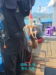 완도덕호 9.18 쭈꾸미