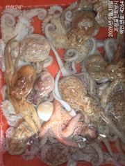~~*18일돌문어 개인두자리 전원 마리수~(월욜부터예약가능)*~~