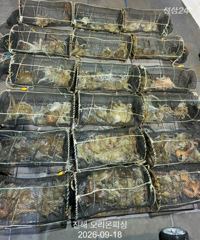 [진해] 야간문어!피딩도 오고 엄청나게 올라왔습니다.~월요일예약가능.