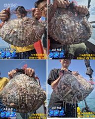 [고흥,녹동] <고흥녹동>청룡호18일 돌문어 대!박!조황!!!