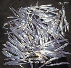 [진해] 19일,입항<내만갈치>던졌다하면 물어!바쁘다바빠~일,월,화~예약…