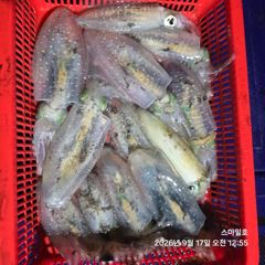 (무늬오징어)가조도권 팁런 마릿수 집중공략 스마일호(오늘 예약)