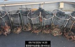 [통영] (문어)얕은 여밭 피딩 뽑고 또 뽑고 이만큼~현서피싱(20일 예…