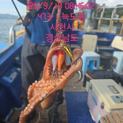[고성] 사량도돌문어 장원 20수이상마리수국 내일 자리여유 많습니다 선비…