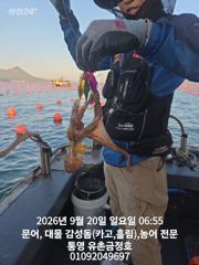 통영 금정호 오전문어 마릿수 좋게 시작합니다 내일오전 자리있습니다
