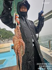 [진해] ~~*굵직한돌문어 마리수 좋습니다~(예약가능)*~~
