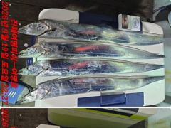 4시간전 [고성] 병산 감성돔35외 마리수 선상배&선외기 흘림조황~~