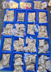 2026-09-20 홍원항 ⭐️에버스타호⭐️쭈갑 전투낚시 조황