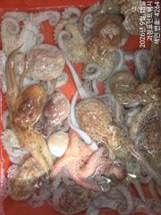~~*굵직한돌문어 마리수 좋습니다~(예약가능)*~~