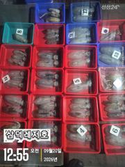 [팁런] 악조건,속에서도 마리수,(일요일,소수인원,출항확정)
