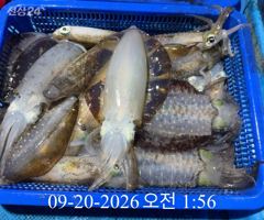[ 무늬 팁런 ] 욕지 부속섬 조황입니다